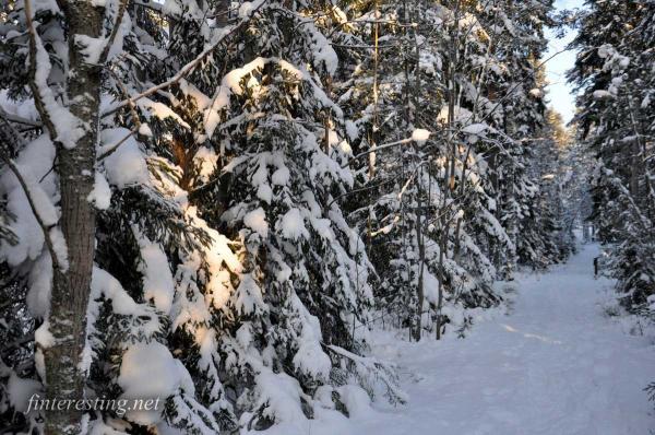 Snowy Forest 