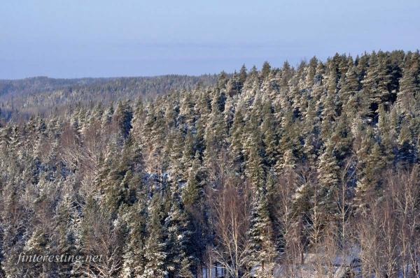 Snowy Forest 