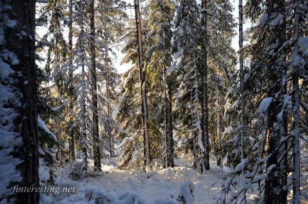 Snowy Forest 