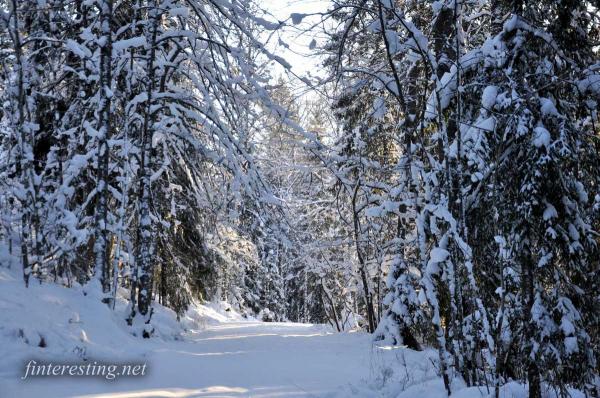 Snowy Forest 