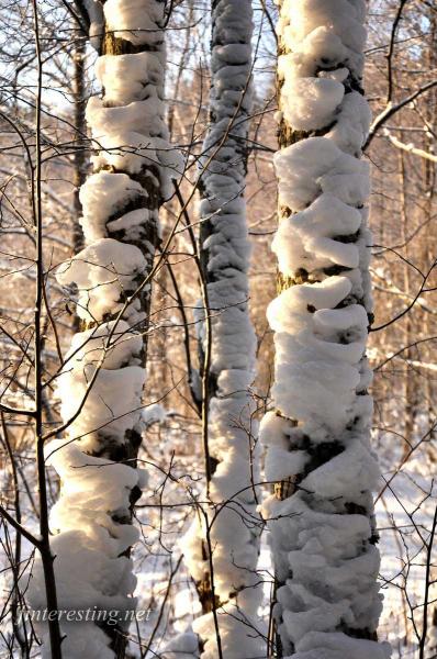 Snowy Forest 