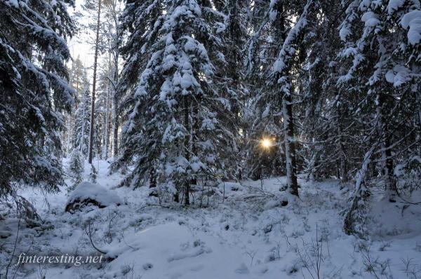 Snowy Forest 