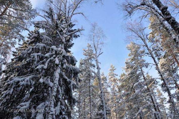 Snowy Forest 