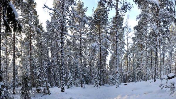 Snowy Forest 