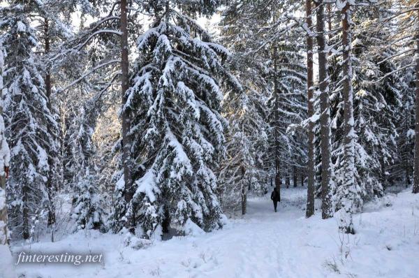 Snowy Forest 