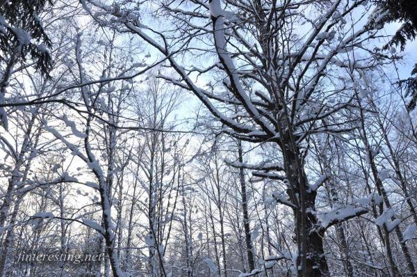 Snowy Forest 